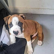 Alpha participe au concours pour gagner de l'argent avec cette photo : animal, bag, black, brown, canine, cute, dog, ears, floor, fur, indoor, looking_up, nose, paw, pet, puppy, sitting, small, white, young