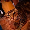 Nanami is registered to the contest to win money with this photo: animal, cat, close_up, crown, curious, cute, domestic_cat, eyes, face, feline, indoor, mammal, paper_crown, paws, pet, playful, portrait, tabby, whiskers, wooden_floor