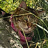 animal, cat, closeup, curious, ears, feline, grass, green_eyes, leaves, mammal, nature, outdoor, pet, pink_harness, plants, shadows, sunlight, tabby, whiskers, wildlife