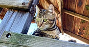 Nanami joined the competition — help win amazing prizes! animal, cat, close_up, curious, daylight, ears, feline, green_eyes, looking_away, natural_light, nature, outdoor, pet, rustic, structure, tabby_cat, texture, whiskers, wood, wooden_beams