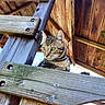 animal, cat, close_up, curious, daylight, ears, feline, green_eyes, looking_away, natural_light, nature, outdoor, pet, rustic, structure, tabby_cat, texture, whiskers, wood, wooden_beams