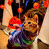 Nanami joined the competition — help win amazing prizes! alert, animal, cat, costume, decorations, festive, fur, halloween, hoodie, jack_o_lantern, night, orange_lights, outdoor, pet, plant, porch, pumpkin, string_lights, tabby_cat, whiskers