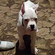 Goose joined the competition — help win amazing prizes! animal, canine, carpet, close_up, curious, cute, dog, domestic, floor, foot, indoor, patterned_carpet, pet, puppy, shadow, small_dog, sock, standing, white_dog, young_dog