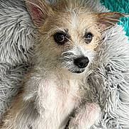 Minnie is registered to the contest to win money with this photo: dog, puppy, fluffy, small_dog, pet, cute, lying_down, blanket, soft_texture, fur, ears, nose, whiskers, closeup, indoors, relaxed, animal, companion, adorable, resting