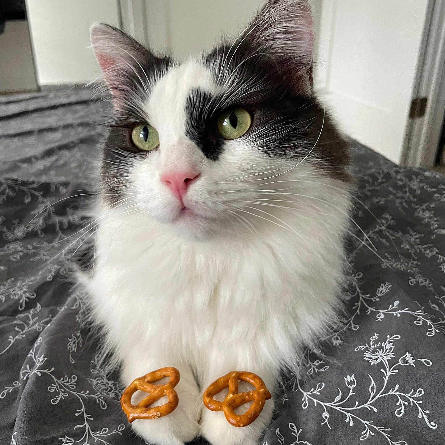 Bandit joined the competition — help win amazing prizes! animal, bed, bedding, black, cat, closeup, cute, ears, fur, gray, indoor, pattern, paws, pet, pink_nose, pretzel, relaxed, soft, whiskers, white