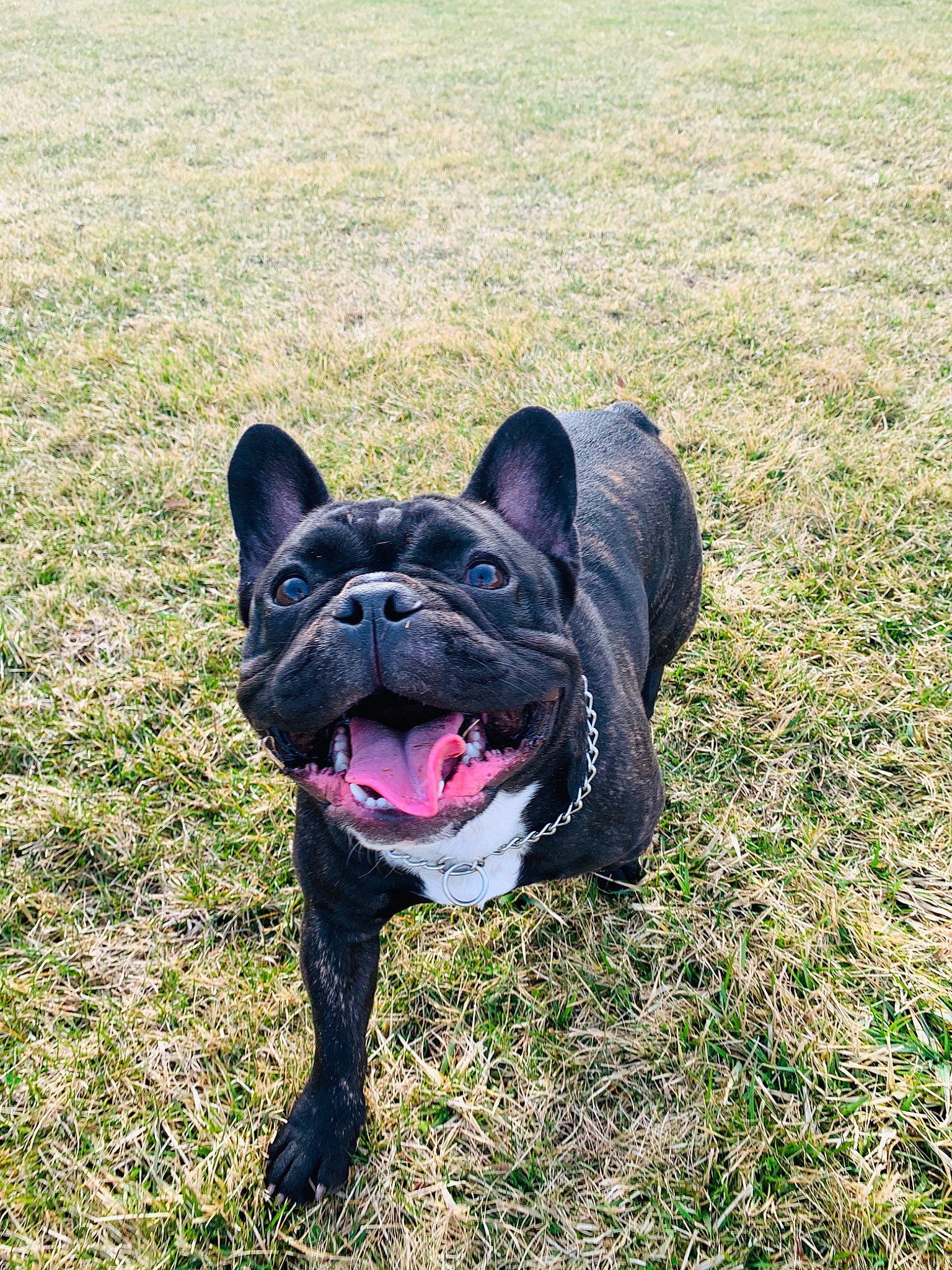 Bentley is registered to the contest to win money with this photo: bulldog, canidae, carnivore, companion_dog, dog, dog_breed, fawn, french_bulldog, grass, mammal, molosser, non_sporting_group, puppy, rare_breed_dog, snout, sporting_group, toy_bulldog, vertebrate