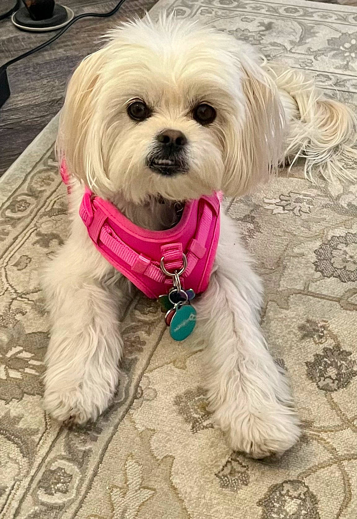 Bailee is registered to the contest to win money with this photo: canidae, carnivore, collar, companion_dog, dog, dog_breed, dog_clothes, dog_collar, dog_supply, fashion_accessory, fur, liver, puppy_love, shih_poo, small_terrier, snout, sporting_group, terrier, toy_dog, working_animal