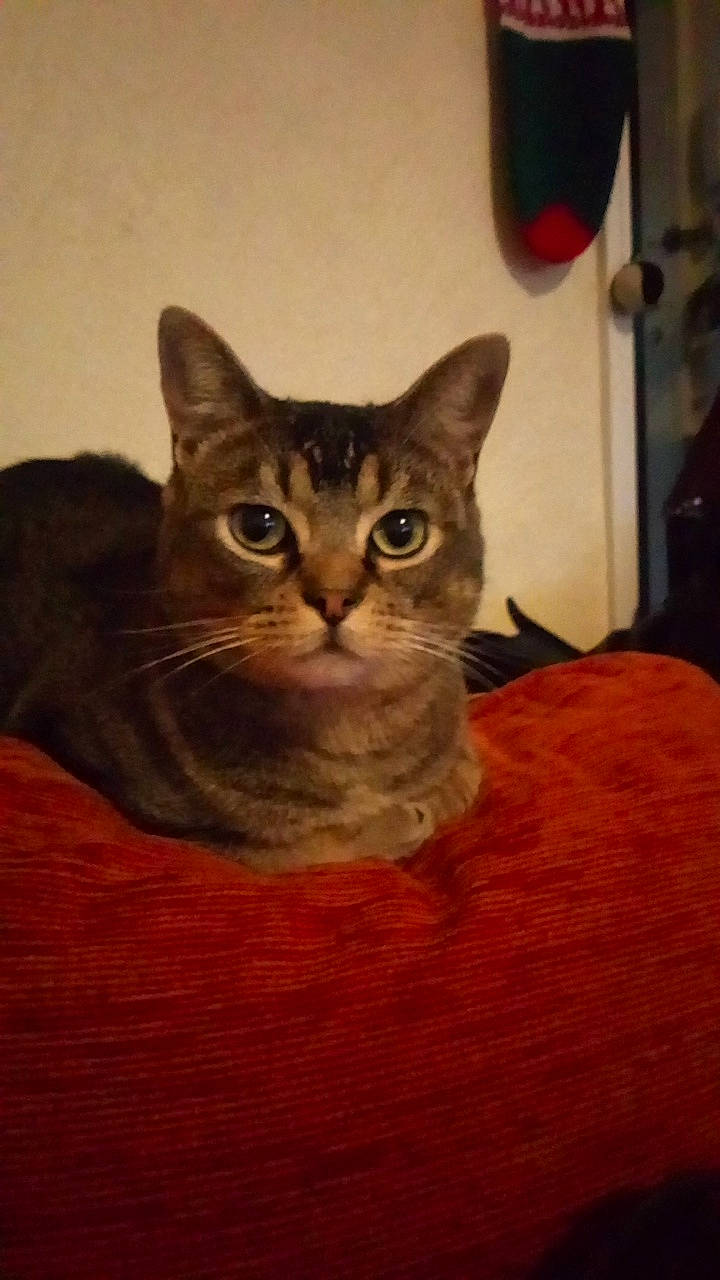 Chanel a rejoint le concours — aidez-le/la à gagner de superbes lots ! american_shorthair, asian, australian_mist, california_spangled, carnivore, cat, chausie, domestic_short_haired_cat, european_shorthair, fawn, felidae, german_rex, kitten, mammal, small_to_medium_sized_cats, tabby_cat, vertebrate, whiskers