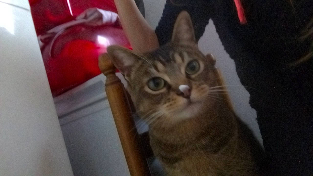 Chanel participe au concours pour gagner de l'argent avec cette photo : abyssinian, aegean_cat, american_shorthair, asian, bengal, carnivore, cat, domestic_short_haired_cat, european_shorthair, fawn, felidae, kitten, mammal, ocicat, savannah, small_to_medium_sized_cats, snout, tabby_cat, vertebrate, whiskers