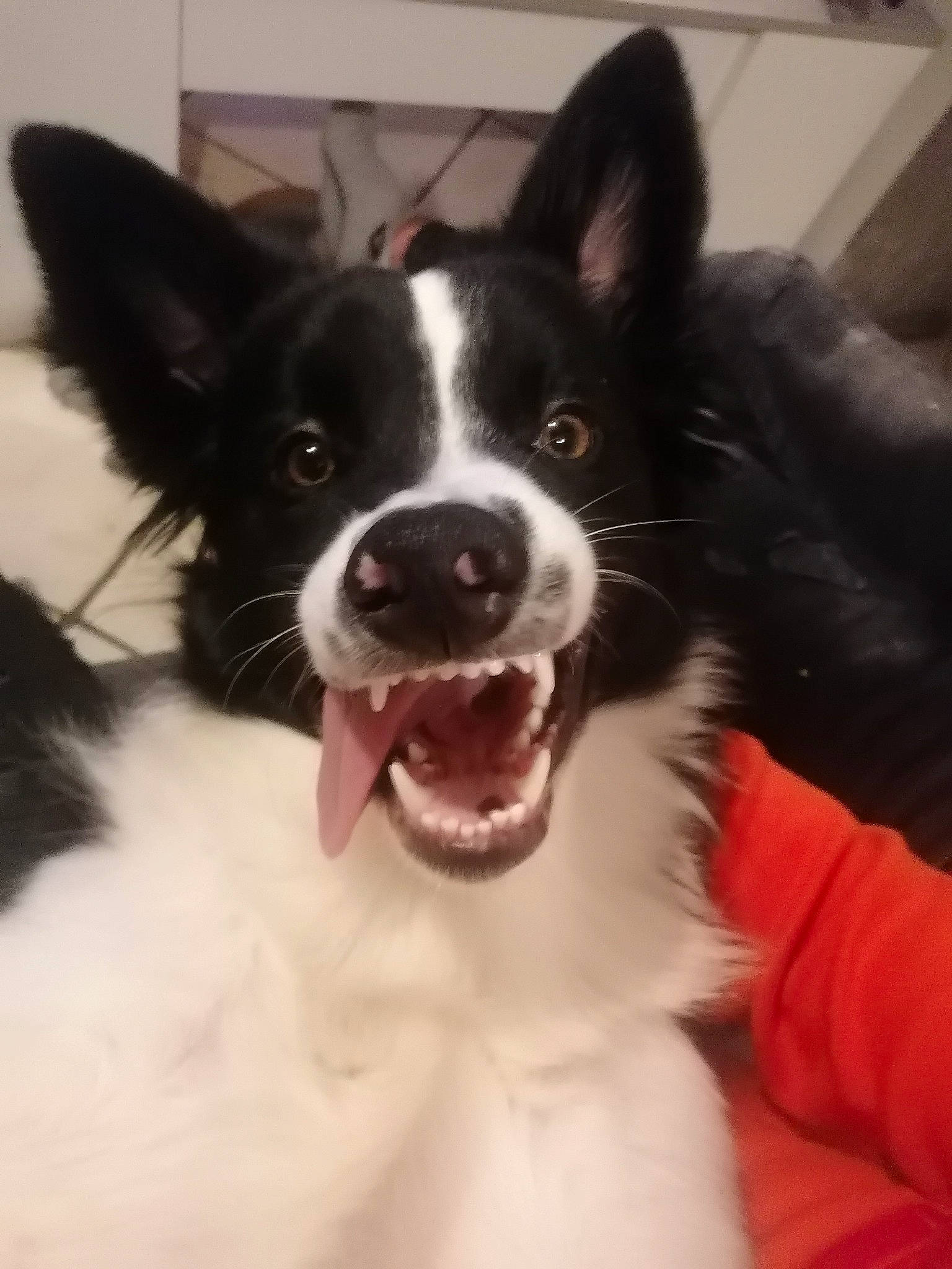 Simba a rejoint le concours — aidez-le/la à gagner de superbes lots ! canidae, carnivore, companion_dog, dog, dog_breed, dog_collar, ear, eye, fang, fur, hair, happy, head, herding_dog, non_sporting_group, snout, sporting_group, whiskers, working_animal, working_dog