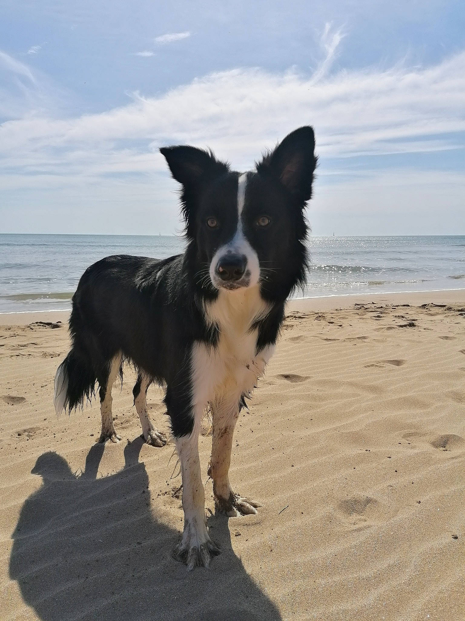 Simba participe au concours pour gagner de l'argent avec cette photo : beach, canidae, carnivore, cloud, companion_dog, dog, dog_breed, herding_dog, horizon, ocean, sand, sky, sporting_group, tail, water, wave, wind, wind_wave, working_dog