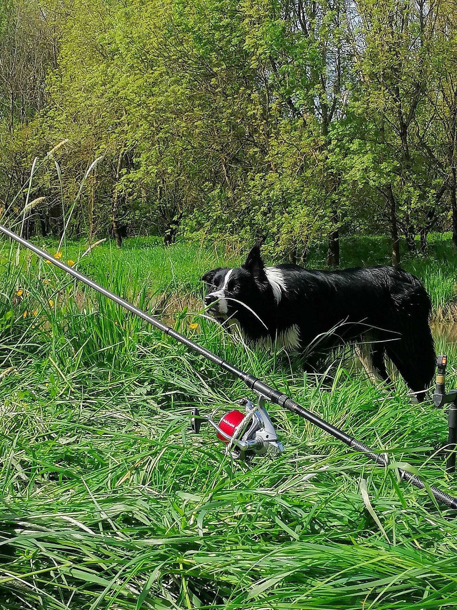 Simba a rejoint le concours — aidez-le/la à gagner de superbes lots ! carnivore, dog, dog_breed, felidae, grass, grass_family, grassland, groundcover, landscape, lawn, meadow, natural_landscape, pack_animal, pasture, plant, shrub, tail, terrestrial_animal, tree, working_animal
