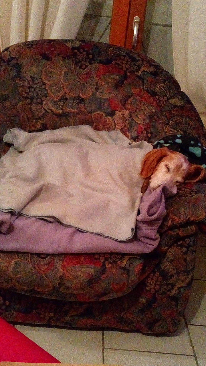 Ulane a rejoint le concours — aidez-le/la à gagner de superbes lots ! bed, canidae, comfort, couch, dog_breed, fawn, furniture, sporting_group