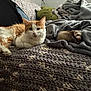cat, ferret, blanket, knit_blanket, gray_blanket, orange_and_white_cat, furry_animal, pet, indoor, cozy, relaxed, soft_texture, couch, animal_companions, cute, resting, fur, small_animal, domestic_animal, comfortable