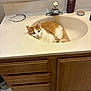 Kitty joined the competition — help win amazing prizes! cat, orange_cat, white_cat, sink, bathroom, countertop, faucet, headband, bottle, cabinet, floor, rug, tile, pet, domestic_animal, curious, relaxed, indoor, fur, whiskers