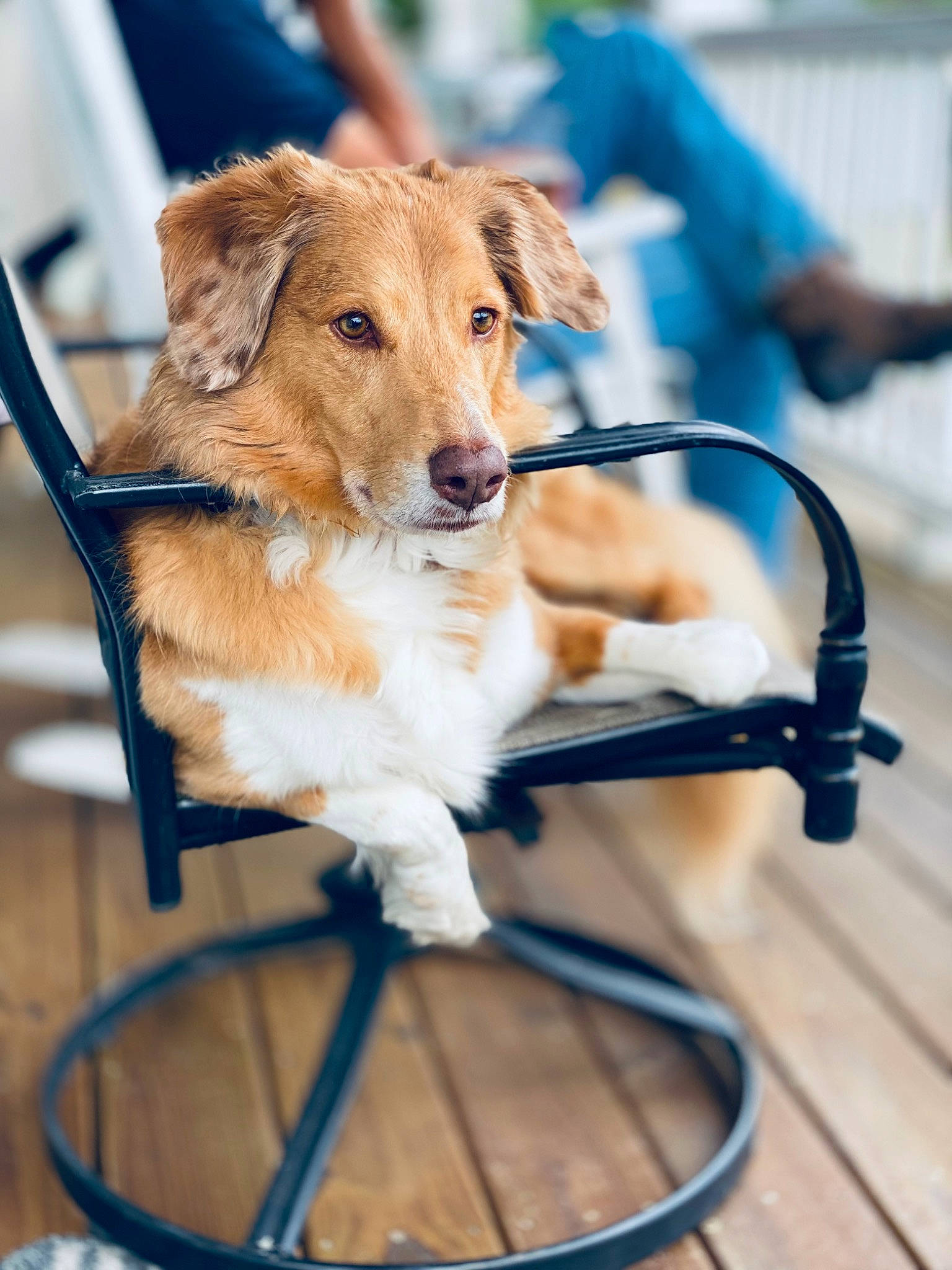 Josie is registered to the contest to win money with this photo: bicycle_accessory, bicycle_handlebar, canidae, carnivore, collar, companion_dog, dog, dog_breed, fashion_accessory, fawn, folding_chair, fur, hat, leash, pet_supply, recreation, sitting, snout, sporting_group, wood