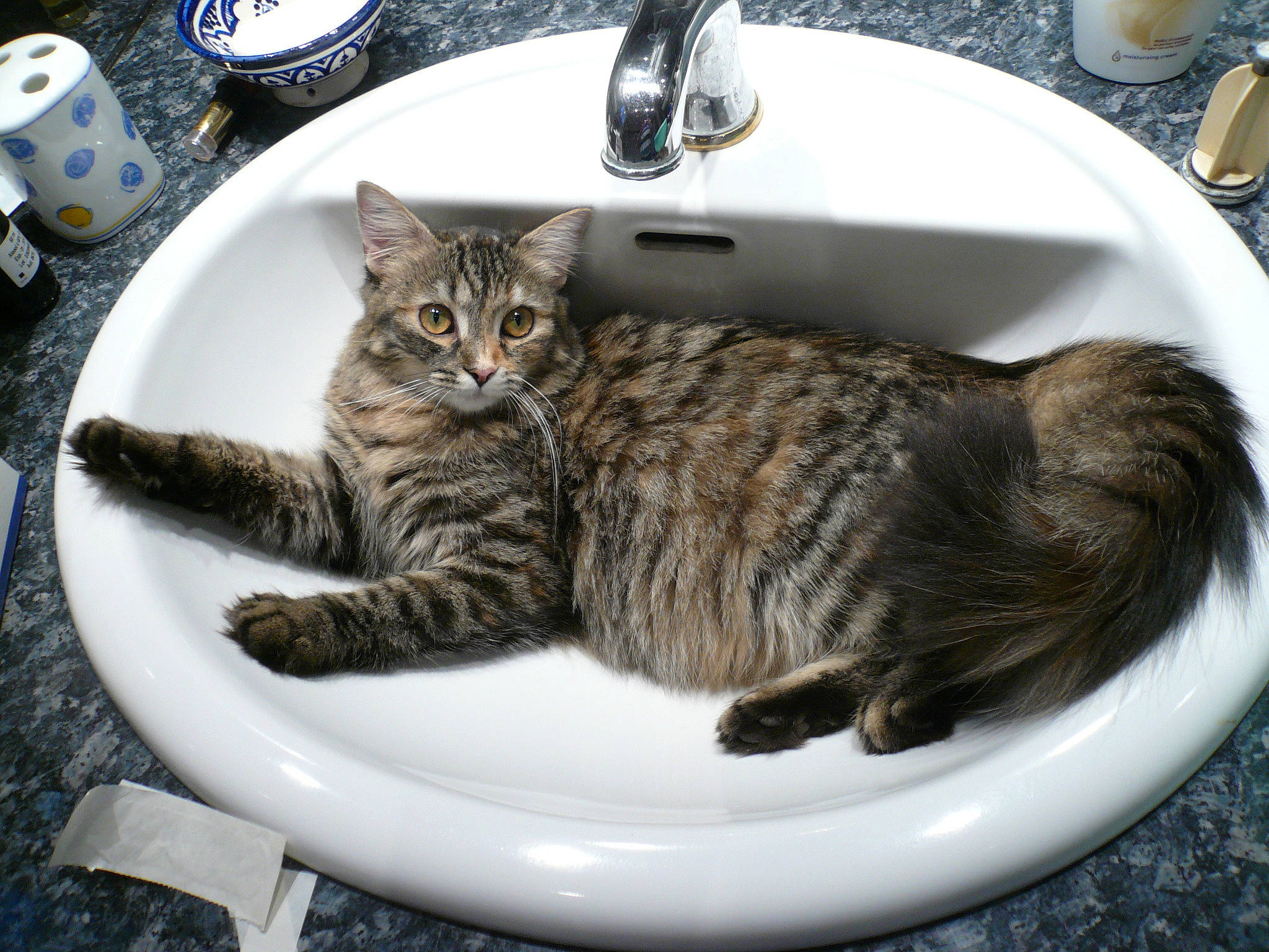 Chippie a rejoint le concours — aidez-le/la à gagner de superbes lots ! american_shorthair, asian, bidet, carnivore, cat, domestic_short_haired_cat, dragon_li, european_shorthair, felidae, kitten, kurilian_bobtail, mammal, plumbing_fixture, sink, small_to_medium_sized_cats, tabby_cat, whiskers, wild_cat