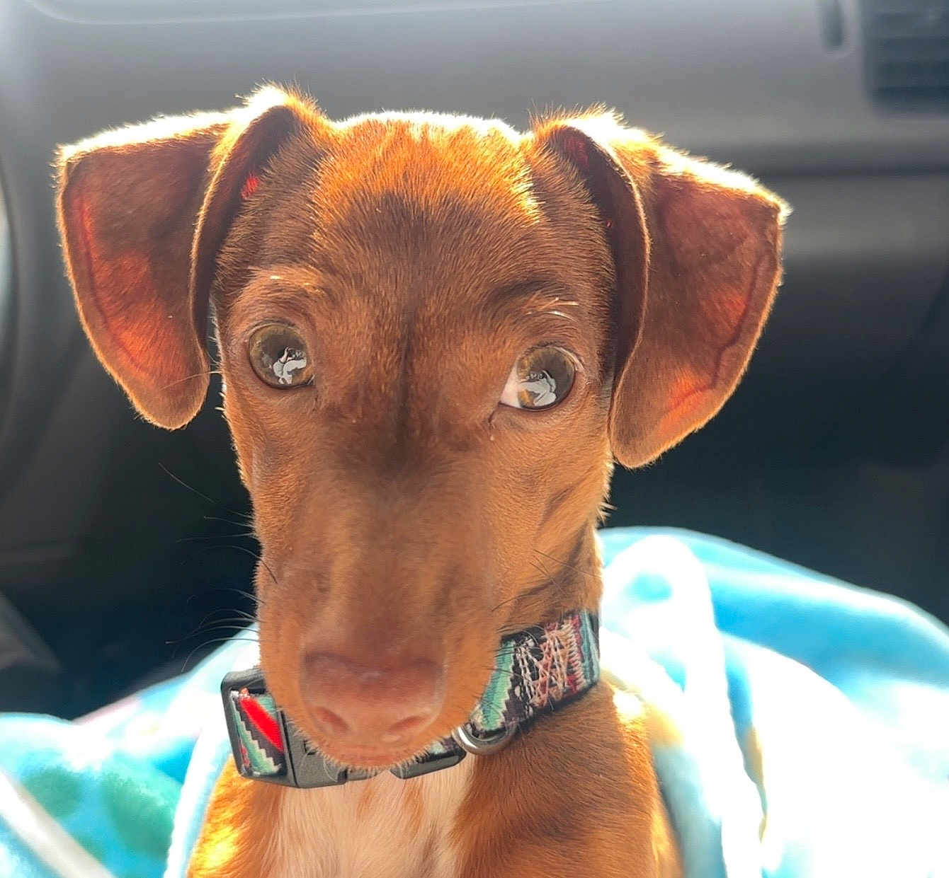 Otis joined the competition — help win amazing prizes! dog, puppy, brown, close_up, collar, ears, eyes, sunlight, indoor, car, blanket, pet, cute, animal, face, portrait, young, fur, nose, whiskers