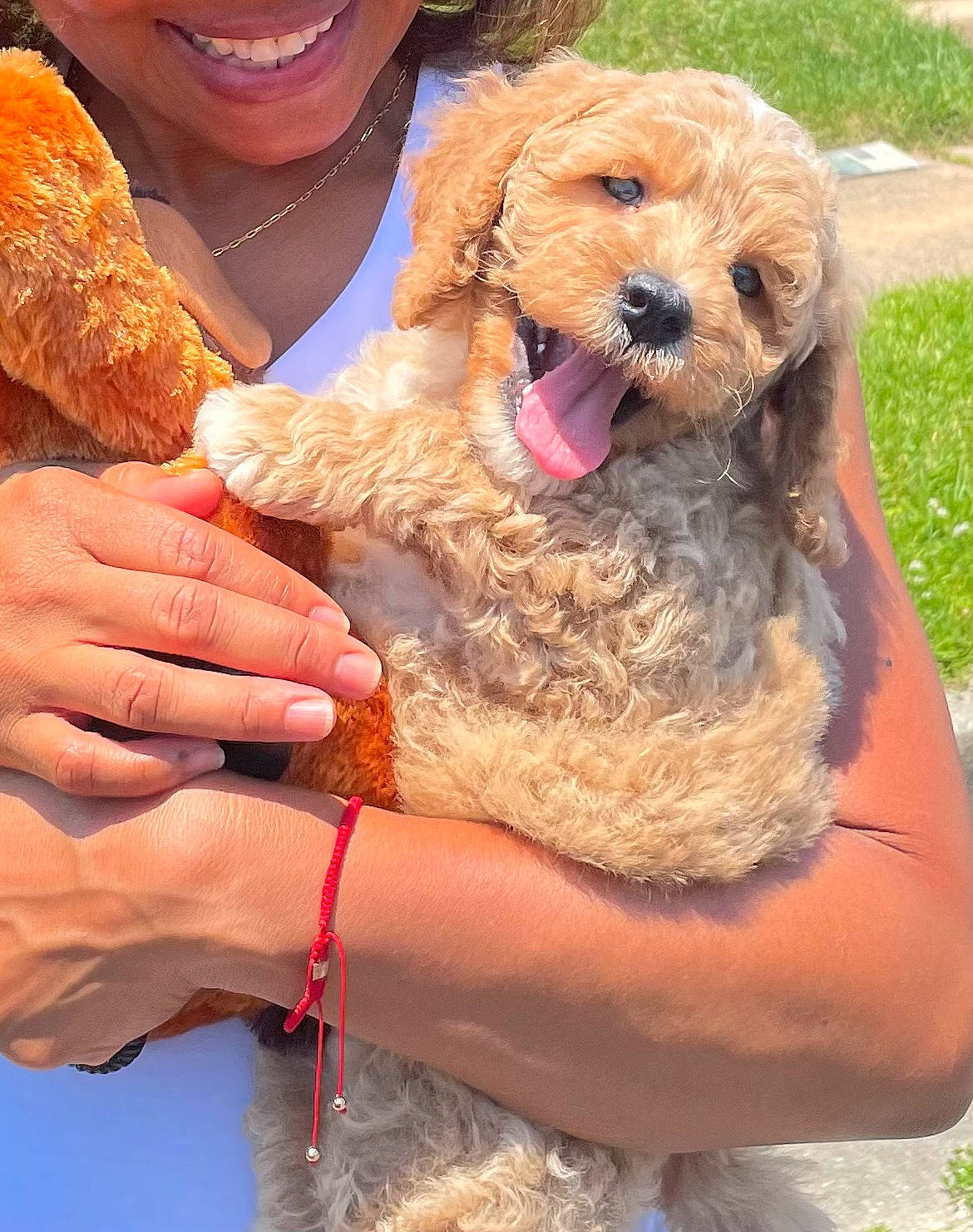 Prince Harry is registered to the contest to win money with this photo: canidae, carnivore, chair, companion_dog, dog, dog_breed, dog_collar, fur, grass, happy, hat, leash, nail, plant, poodle, smile, spaniel, sporting_group, standard_poodle, terrier