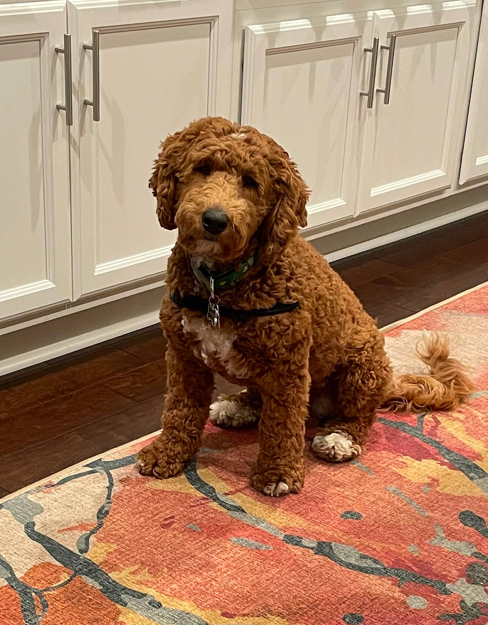 Prince Harry is registered to the contest to win money with this photo: canidae, carnivore, companion_dog, dog, dog_breed, door, fawn, flooring, fur, labradoodle, liver, poodle, poodle_crossbreed, snout, sporting_group, terrier, toy_dog, water_dog, wood, working_animal