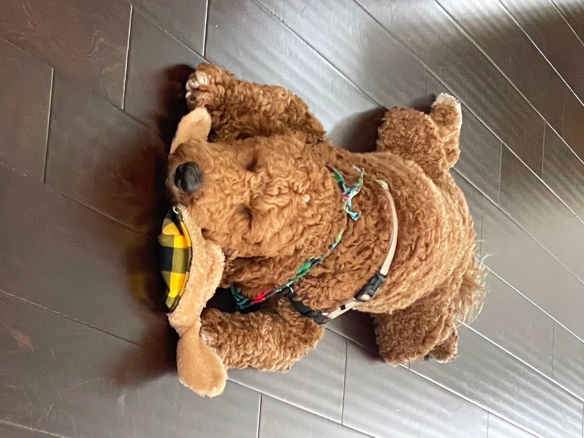 Prince Harry joined the competition — help win amazing prizes! art, baby_toys, fawn, fur, livestock, pet_supply, plush, snout, stuffed_toy, teddy_bear, terrestrial_animal, toy, wood, wool, working_animal