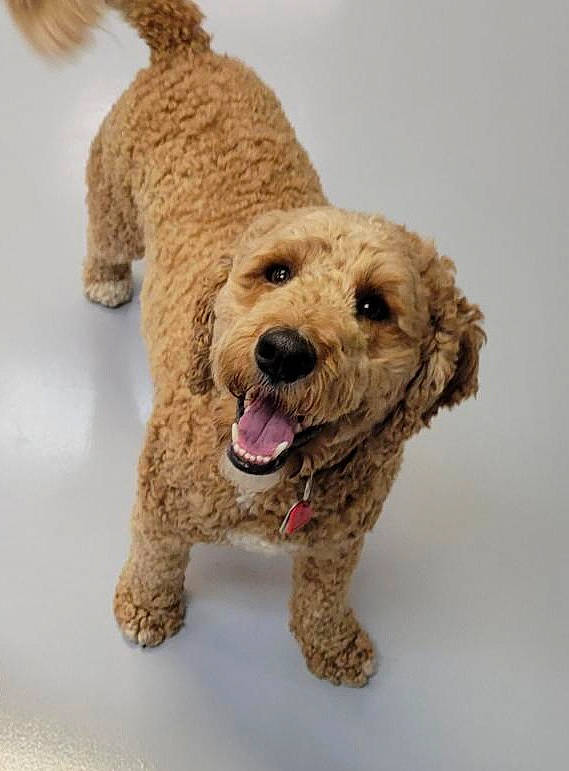 Prince Harry joined the competition — help win amazing prizes! canidae, carnivore, companion_dog, dog, dog_breed, fawn, fur, labradoodle, liver, pet_supply, poodle, snout, sporting_group, standard_poodle, terrestrial_animal, terrier, toy, toy_dog, water_dog, working_animal