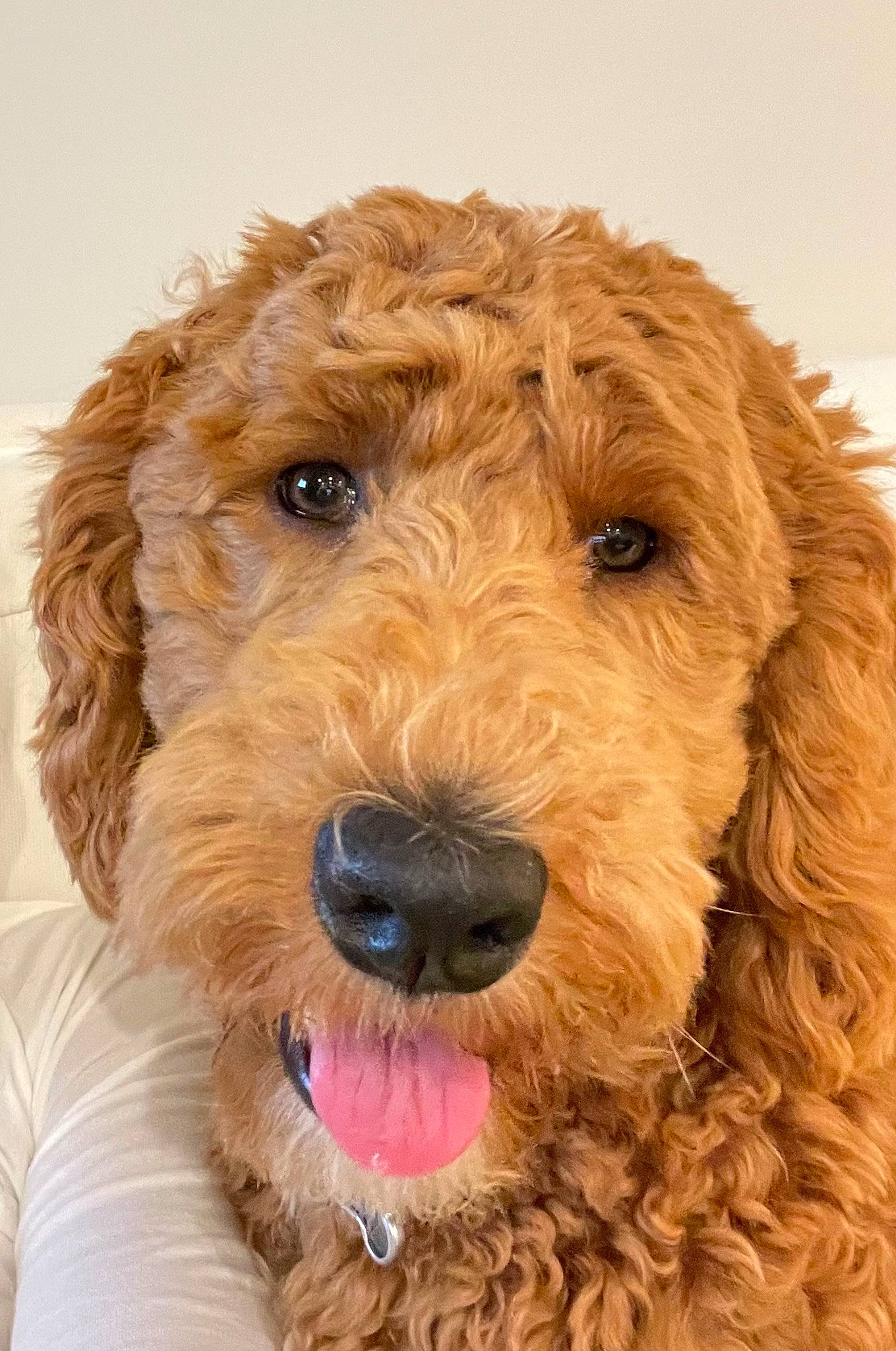 Prince Harry joined the competition — help win amazing prizes! canidae, carnivore, collar, companion_dog, dog, dog_breed, dog_collar, dog_supply, fawn, fur, liver, maltepoo, pet_supply, poodle, snout, sporting_group, terrier, toy_dog, water_dog, working_animal
