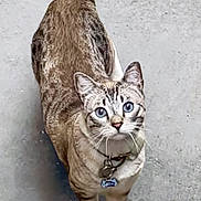 Cole Train is registered to the contest to win money with this photo: cat, blue_eyes, collar, tags, looking_up, curious, striped_fur, white_paws, pet, animal, outdoor, concrete, feline, mammal, whiskers, ears, tail, domestic_cat, alert, portrait