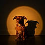 dog, pet, shadow, spotlight, indoor, brown_dog, wall, floor, ears, sitting, portrait, light, dark_background, animal, cute, companion, canine, domestic, quiet, calm