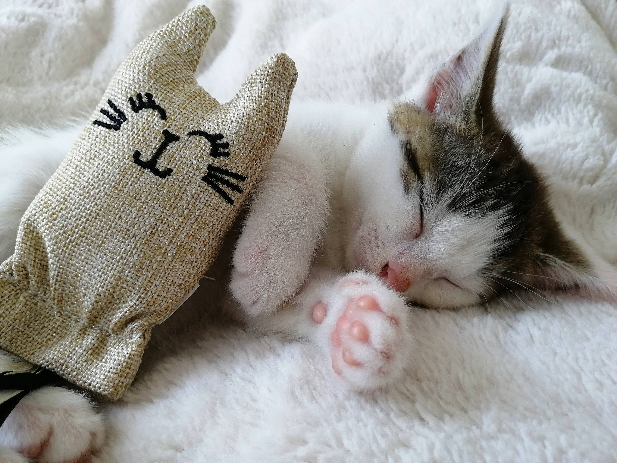 Pralyne a rejoint le concours — aidez-le/la à gagner de superbes lots ! american_shorthair, asian, baby, carnivore, cat, child, claw, domestic_short_haired_cat, felidae, fur, hand, kitten, leg, nap, paw, polydactyl_cat, skin, small_to_medium_sized_cats, turkish_van, whiskers