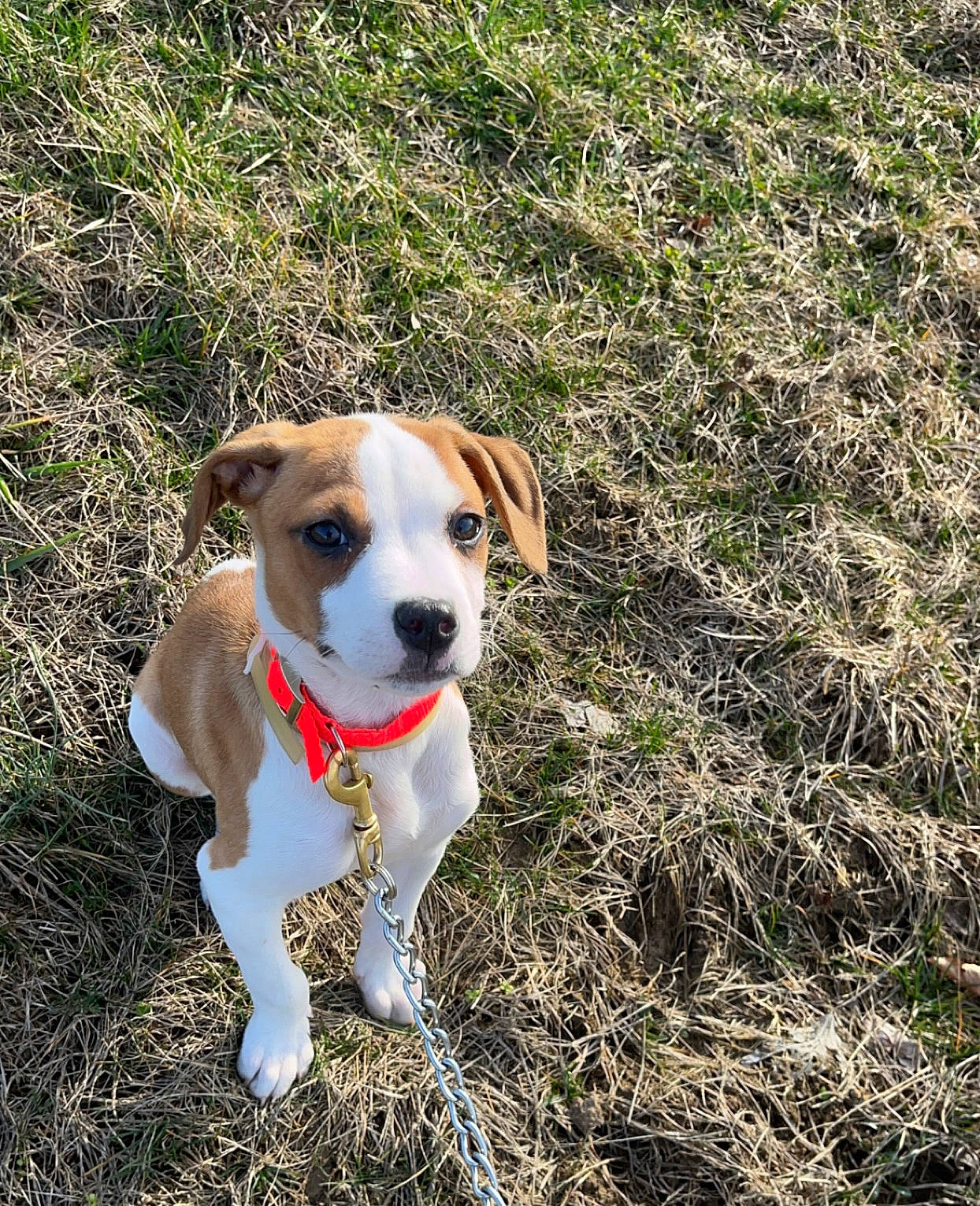 Ace joined the competition — help win amazing prizes! carnivore, collar, companion_dog, dog, dog_breed, dog_collar, dog_supply, fawn, grass, groundcover, hunting_dog, sporting_group, tail, terrestrial_animal, working_animal