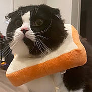 Mochi joined the competition — help win amazing prizes! animal, black_and_white, blanket, bread_costume, cat, costume, curious, cute, domestic, ears, eyes, feline, floor, fur, indoor, paws, pet, plush_collar, toy, whiskers