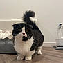 Mochi joined the competition — help win amazing prizes! alert, animal, black_and_white, cat, cozy, curious, cute, domestic_cat, feline, flooring, fluffy, home, indoor, mammal, pet, pet_bed, tail, water_fountain, whiskers, wooden_floor