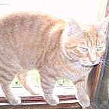 Oscar a rejoint le concours — aidez-le/la à gagner de superbes lots !