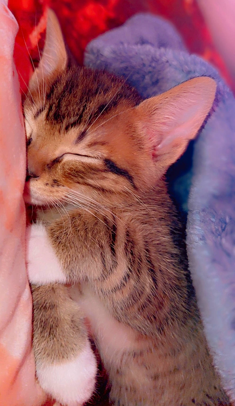 Greyson is registered to the contest to win money with this photo: carnivore, cat, claw, close_up, comfort, domestic_short_haired_cat, ear, fawn, felidae, fur, human_leg, nap, paw, sleep, small_to_medium_sized_cats, snout, tail, terrestrial_animal, whiskers, wildlife