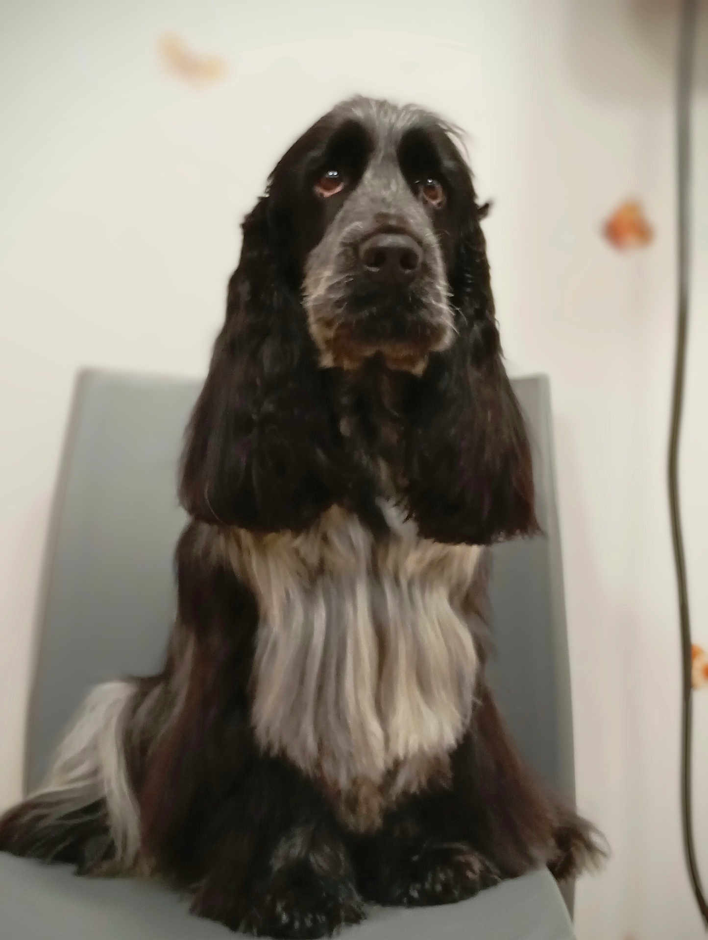 Utah a rejoint le concours — aidez-le/la à gagner de superbes lots ! dog, black_and_white, long_hair, sitting, chair, indoor, pet, animal, fur, portrait, looking_up, calm, cute, companion, domestic_animal, mammal, expression, furniture, adorable, fluffy