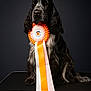 Utah a rejoint le concours — aidez-le/la à gagner de superbes lots ! dog, black_dog, gray_dog, rosette, ribbon, award, table, pet, portrait, studio, animal, sitting, long_ears, groomed, calm, indoor, dark_background, proud, decorative, closeup