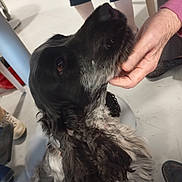 Utah participe au concours pour gagner de l'argent avec cette photo : dog, black_and_white, pet, animal, hand, scratching, indoor, floor, fur, ear, collar, person, shoe, footwear, legs, seated, comfort, close_up, attention, interaction