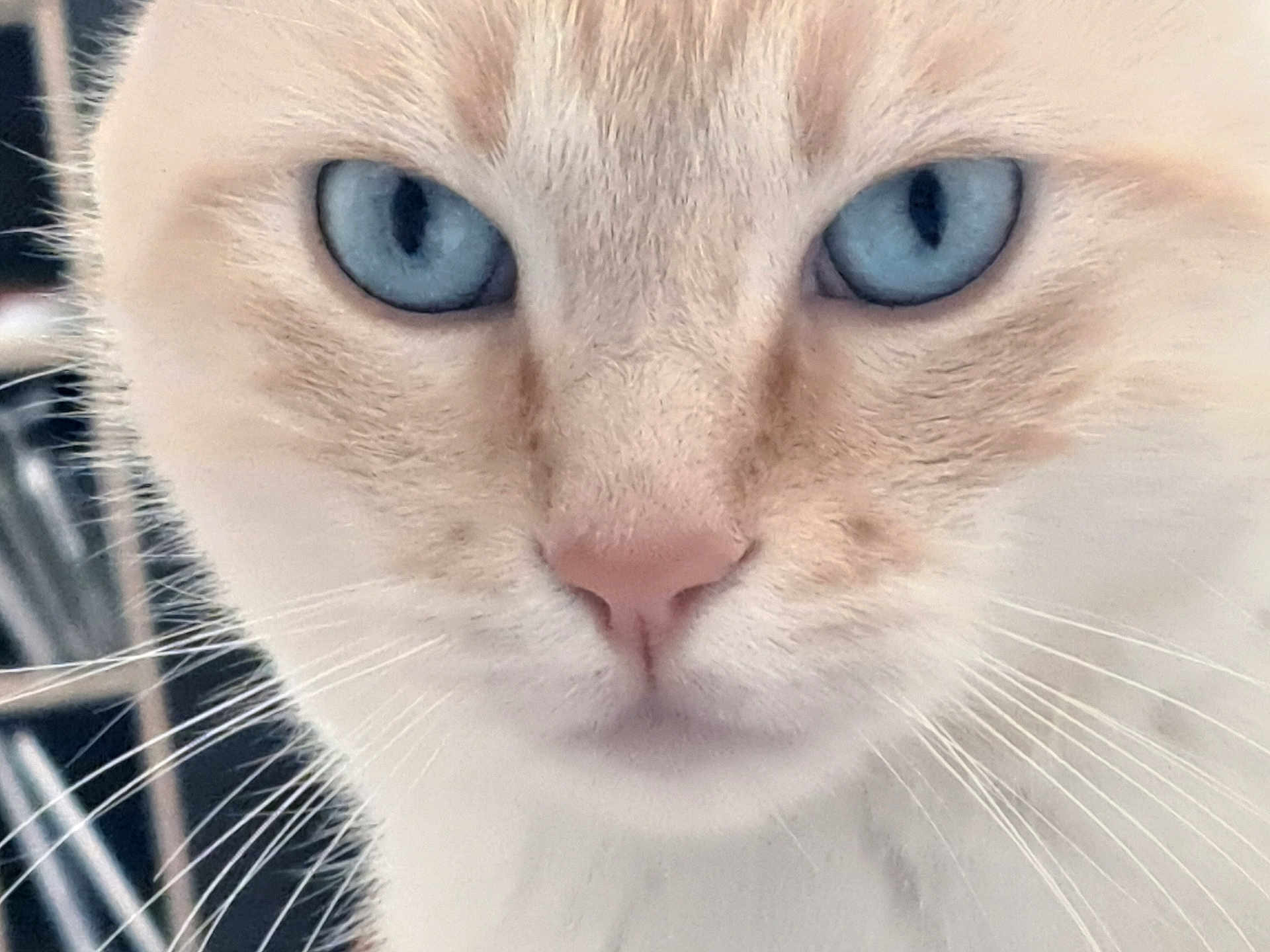 Sparrow a rejoint le concours — aidez-le/la à gagner de superbes lots ! cat, close_up, blue_eyes, whiskers, animal, pet, feline, face, cute, fur, nose, portrait, indoor, calm, curious, soft_light, mammal, domestic_animal, closeup, eyes