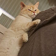 Sparrow participe au concours pour gagner de l'argent avec cette photo : cat, cream_colored, feline, pet, indoor, lounging, relaxed, fur, whiskers, ears, paws, brown_surface, closeup, animal, cute, sleepy, resting, domestic_cat, cozy, portrait
