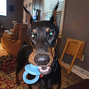 Hoss joined the competition — help win amazing prizes! doberman, dog, toy, blue_toy, living_room, carpet, window_blinds, furniture, ears_up, pet, indoor, alert, canine, animal, brown, black, nose, teeth, playful, home