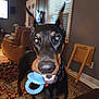 doberman, dog, toy, blue_toy, living_room, carpet, window_blinds, furniture, ears_up, pet, indoor, alert, canine, animal, brown, black, nose, teeth, playful, home