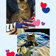 Chloe joined the competition — help win amazing prizes! cat, tabby, blanket, bed, indoor, cute, pet, feline, cozy, resting, animal, fur, ears, eyes, home, comfort, patterned, sleepy, cute_animal, heart