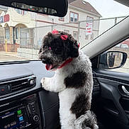 Nina is registered to the contest to win money with this photo: dog, black_and_white, bow, pet, car_interior, dashboard, window, rearview_mirror, tongue_out, standing, cute, fluffy, red, leash, vehicle, seat, side_mirror, urban, street, playful