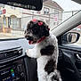 dog, black_and_white, bow, pet, car_interior, dashboard, window, rearview_mirror, tongue_out, standing, cute, fluffy, red, leash, vehicle, seat, side_mirror, urban, street, playful