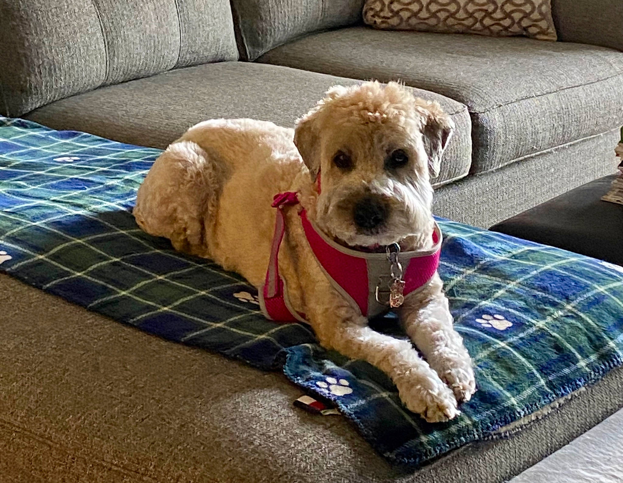 Lily is registered to the contest to win money with this photo: carnivore, collar, comfort, companion_dog, couch, dog, dog_breed, dog_supply, fawn, flooring, linens, living_room, pattern, pet_supply, plaid, rectangle, snout, sofa_bed, tartan, working_animal