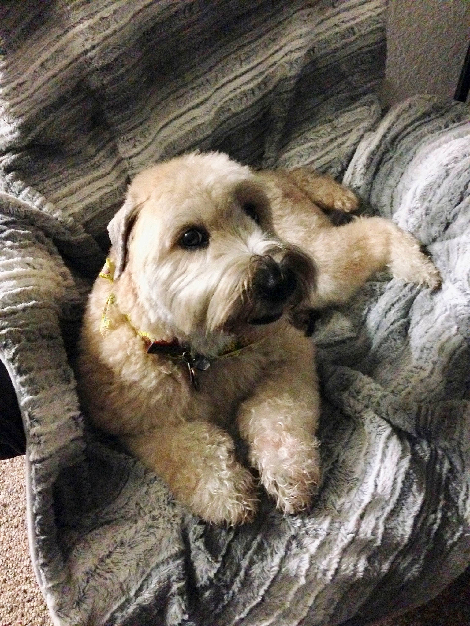 Lily is registered to the contest to win money with this photo: canidae, carnivore, companion_dog, dog, dog_breed, fur, puppy, small_terrier, snout, sporting_group, terrier, toy_dog, wood, working_animal