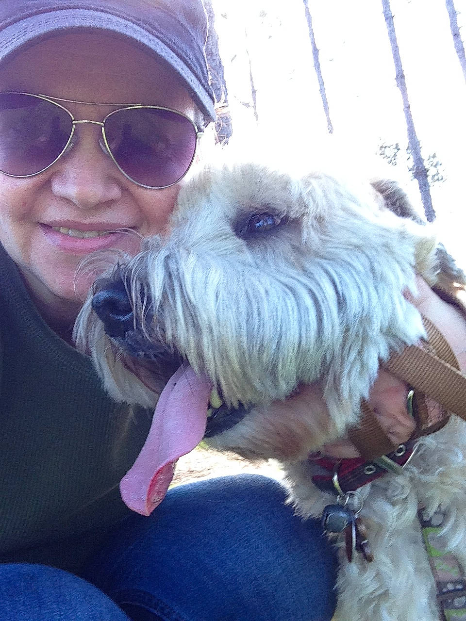 Lily joined the competition — help win amazing prizes! baseball_cap, cap, carnivore, companion_dog, dog, dog_breed, eyewear, fashion_accessory, fur, goggles, happy, mammal, sky, small_terrier, smile, sunglasses, terrier, toy_dog, vertebrate, vision_care