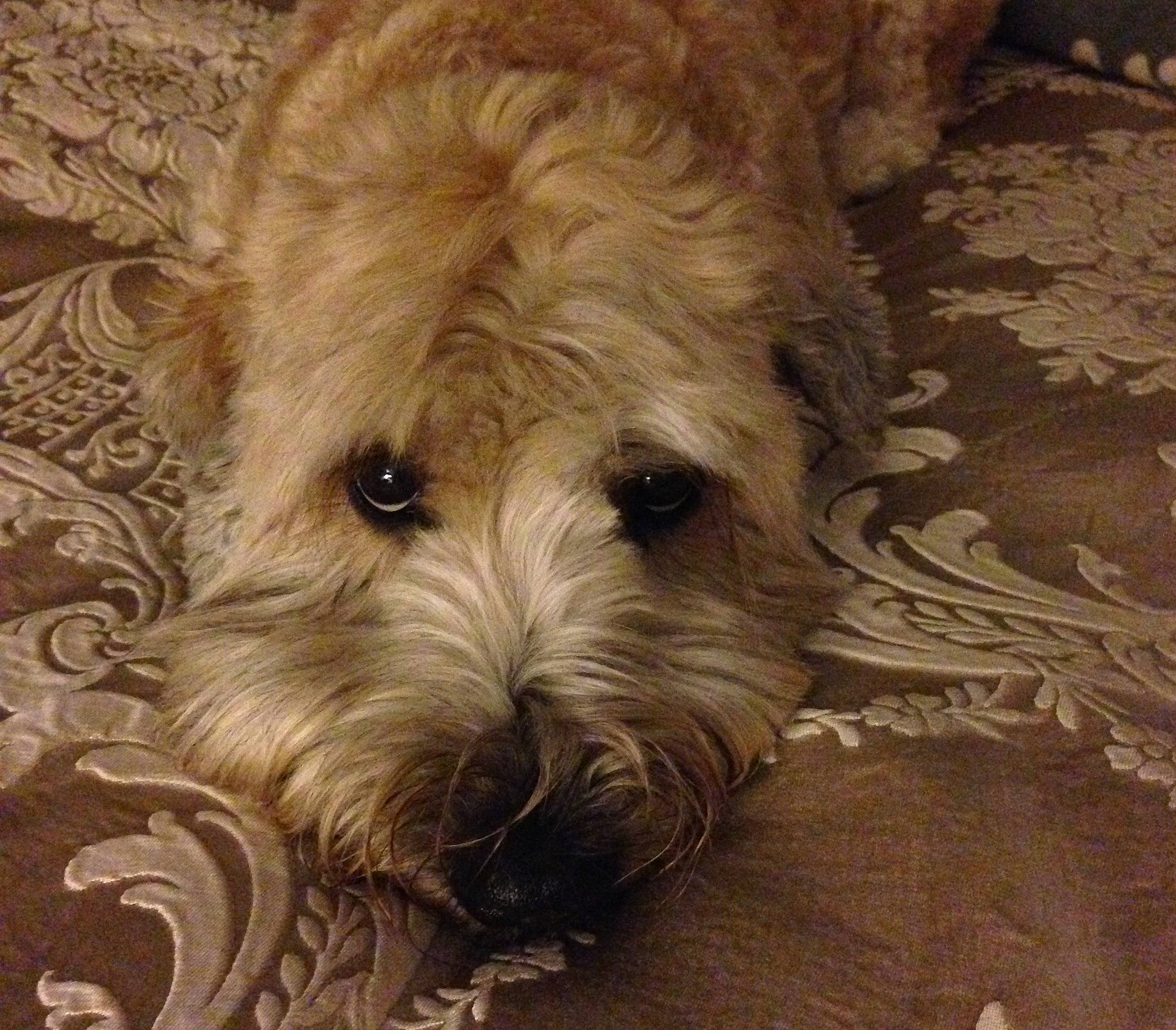 Lily is registered to the contest to win money with this photo: ancient_dog_breeds, canidae, carnivore, companion_dog, dog, dog_breed, fur, liver, maltepoo, non_sporting_group, puppy, small_terrier, snout, sporting_group, terrestrial_animal, terrier, toy_dog, water_dog, wood, working_animal