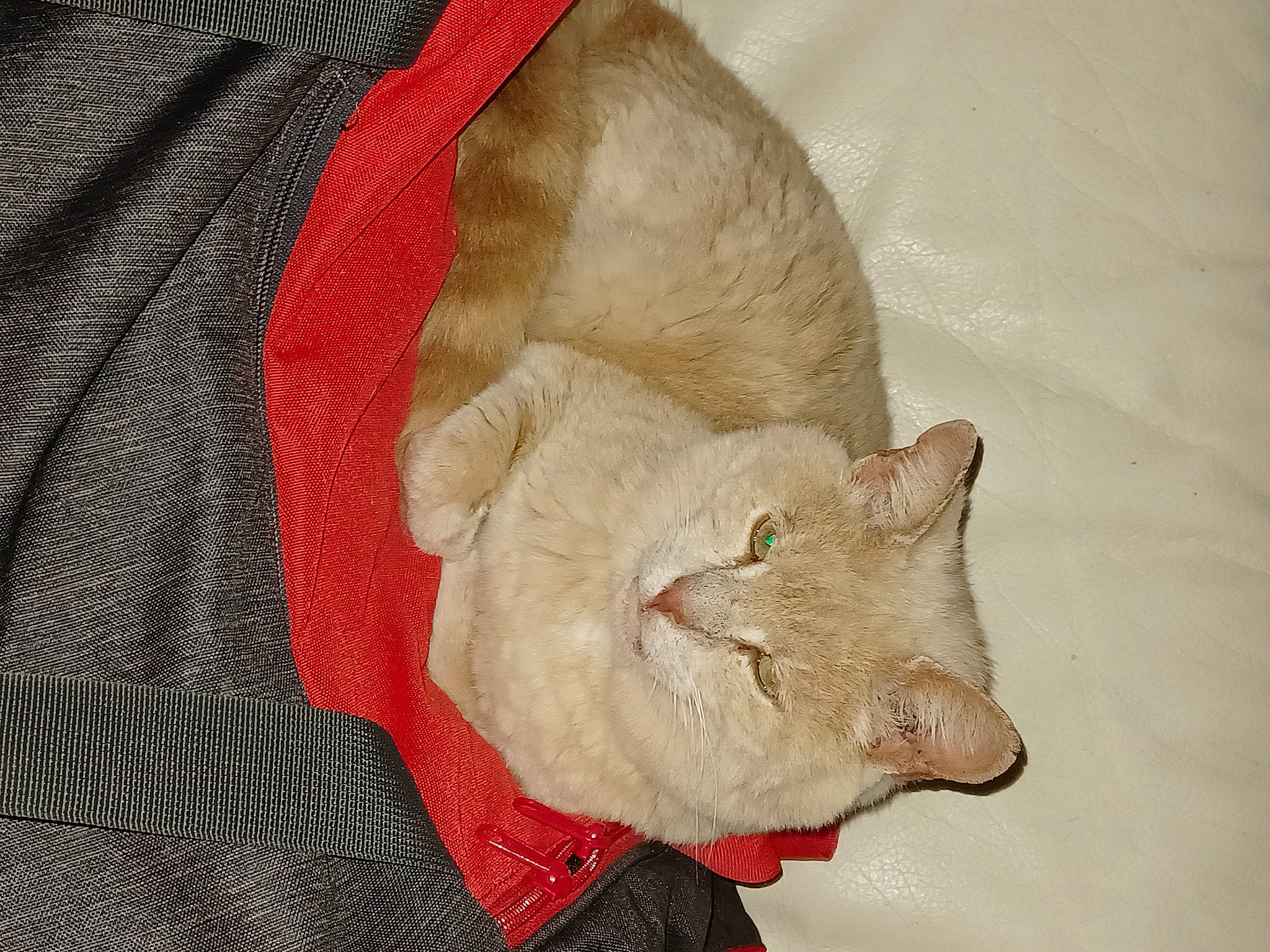 Marvel participe au concours pour gagner de l'argent avec cette photo : canidae, carnivore, cat, claw, collar, dog_breed, domestic_short_haired_cat, fawn, felidae, fur, liver, pattern, paw, peach, sleeve, small_to_medium_sized_cats, snout, tail, whiskers, wrinkle